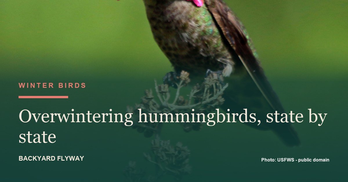 Male Anna's Hummingbird perched on a dry seed head, one of the species that stays through winter on the Pacific coast