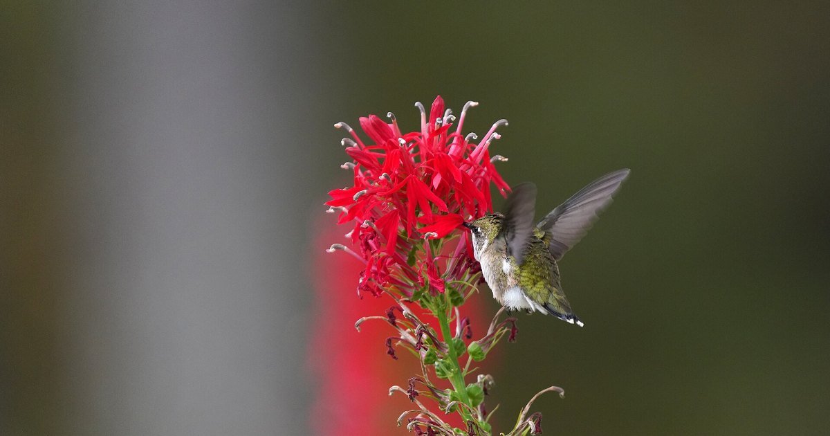 A hummingbird hovering at a nectar feeder