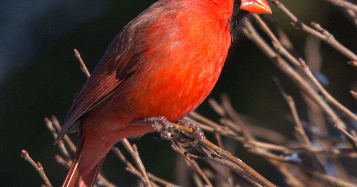 A bright red male northern cardinal in a backyard