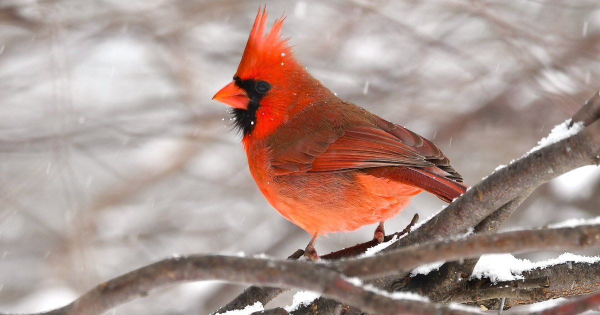 A male northern cardinal feeding on sunflower seed