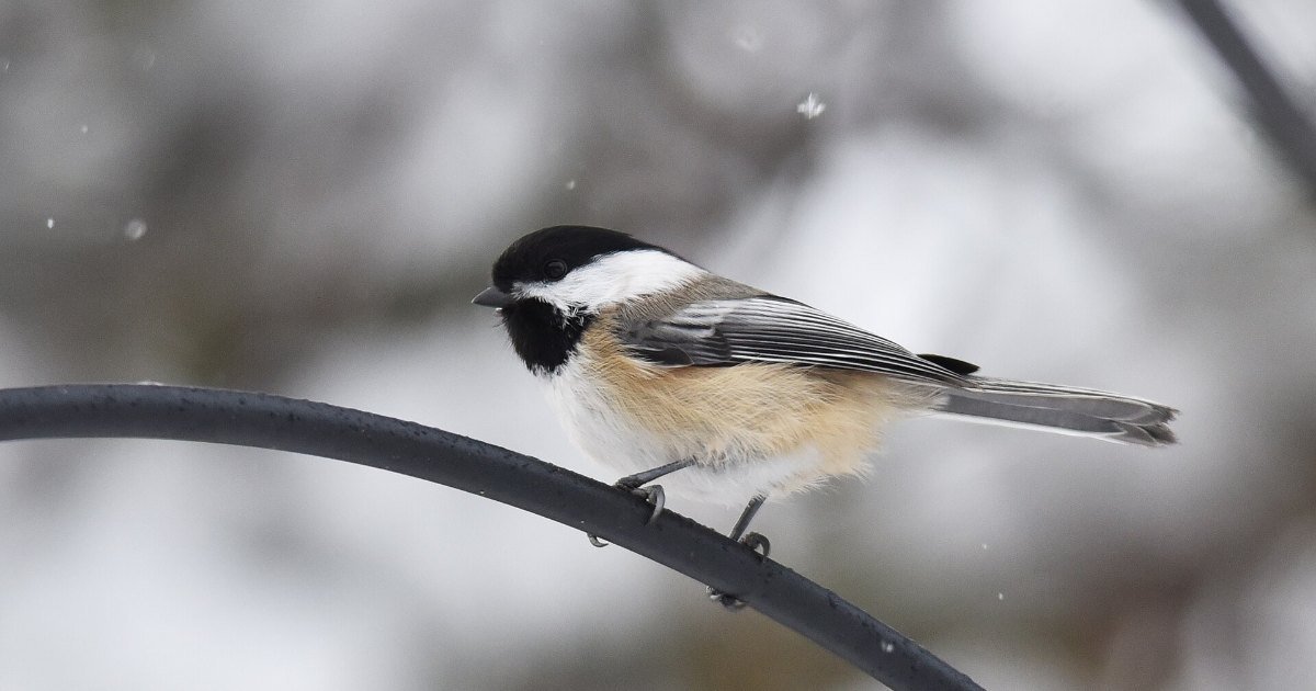 A black-capped chickadee perched in falling snow