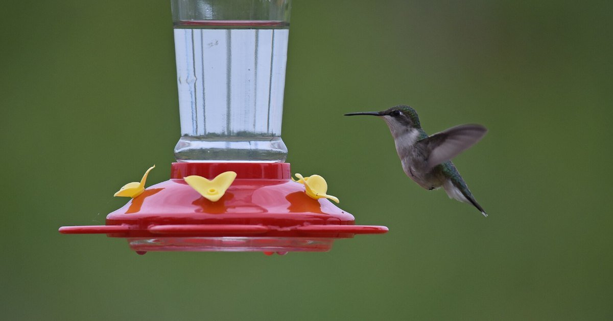 A ruby-throated hummingbird approaching an empty feeder