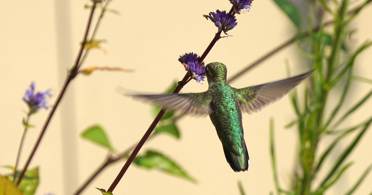 A ruby-throated hummingbird, the species seen across Georgia