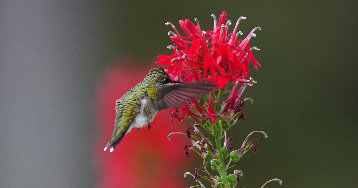 A ruby-throated hummingbird, the species seen across Michigan