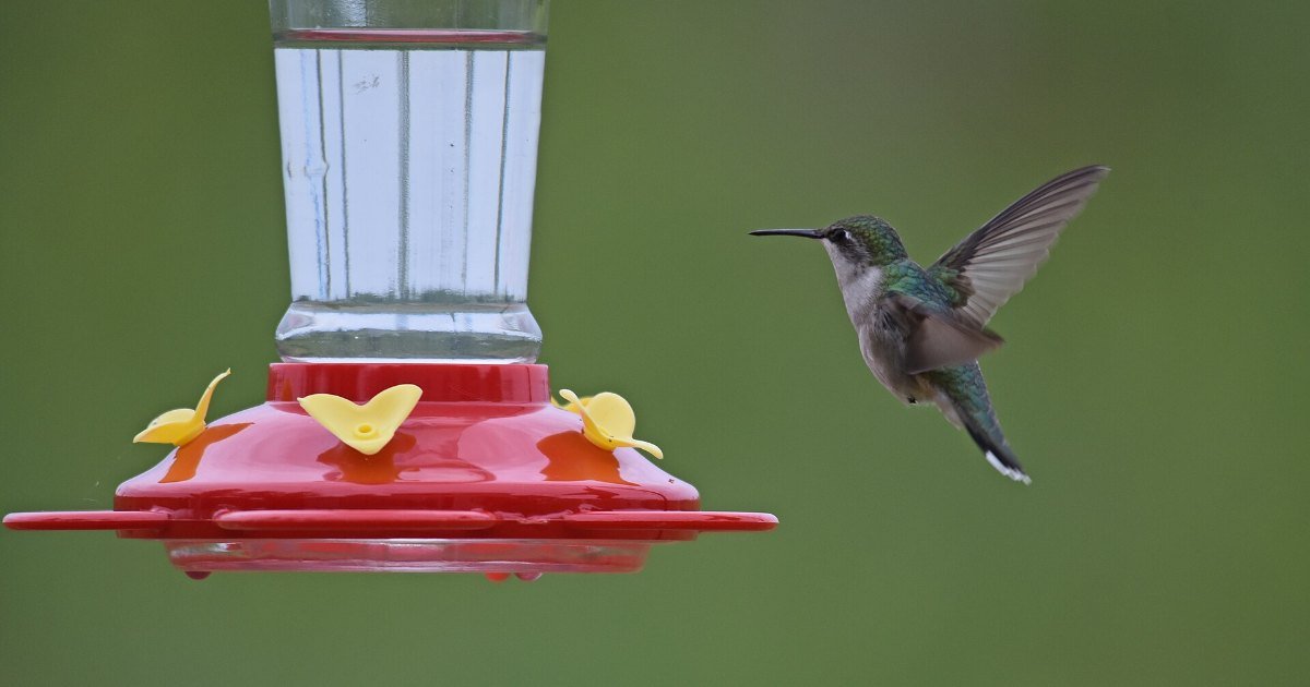 A ruby-throated hummingbird feeding on sugar water