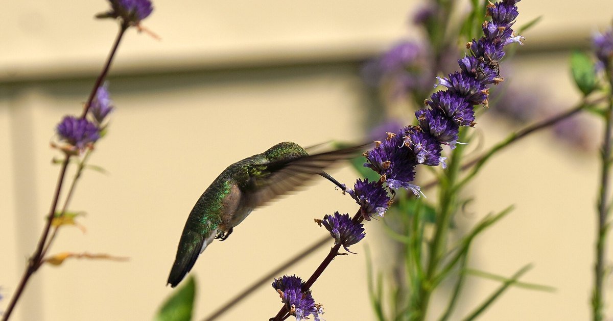 A ruby-throated hummingbird, the species seen across Ohio