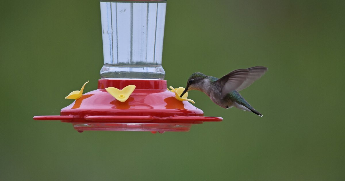 A ruby-throated hummingbird, the species seen across Pennsylvania