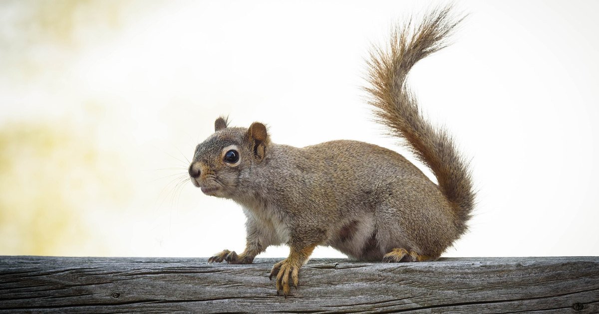 An eastern grey squirrel reaching for a bird feeder