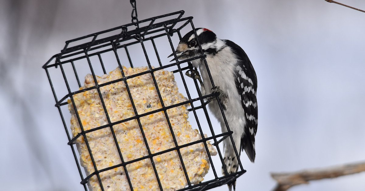 A downy woodpecker feeding at a suet cage