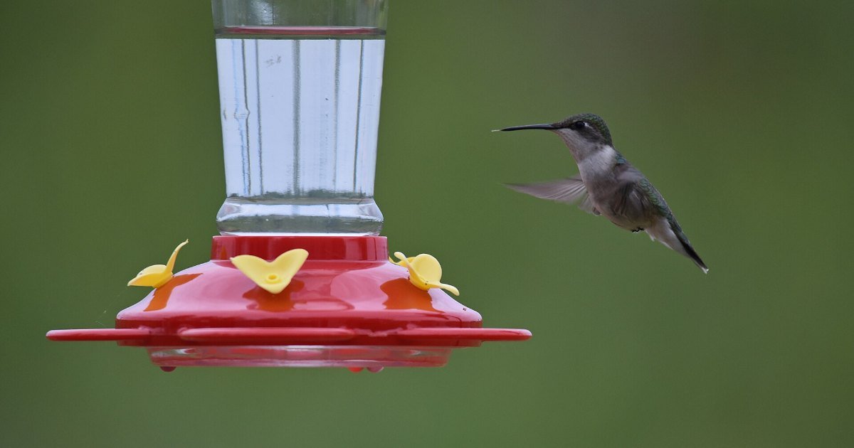 A ruby-throated hummingbird at a backyard feeder in autumn