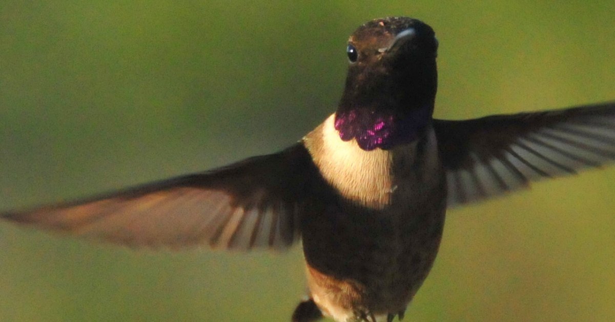 A black-chinned hummingbird, common across central and west Texas